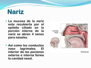 Nariz
 La mucosa de la nariz
 esta recubierta por el
 epitelio ciliado en la
 porción interna de la
 nariz se abren 4 senos
 para nasales.

 Asi como los conductos
 naso     lagrimales.  El
 interior de las pociones
 externa e interna forma
 la cavidad nasal.
 