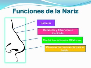 Funciones de la Nariz
        Calentar

         Humectar y filtrar el aire
              inspirado.

         Recibir los estímulos Olfatorios.

            Cámaras de resonancia para el
                       habla.
 