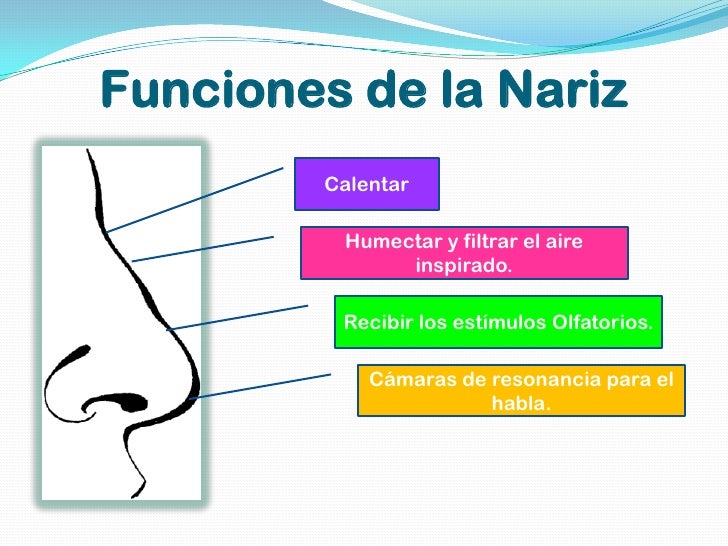 Presentacion sistema respiratorio