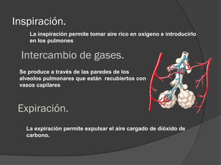 Inspiración.
    La inspiración permite tomar aire rico en oxigeno e introducirlo
    en los pulmones

  Intercambio de gases.
 Se produce a través de las paredes de los
 alveolos pulmonares que están recubiertos con
 vasos capilares



 Expiración.
   La expiración permite expulsar el aire cargado de dióxido de
   carbono.
 