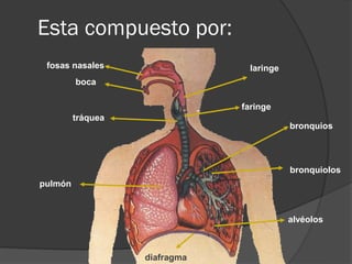 Esta compuesto por:
 fosas nasales                   laringe
         boca

                               faringe
         tráquea
                                           bronquios




                                           bronquiolos
pulmón



                                           alvéolos



                   diafragma
 