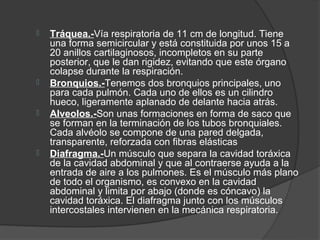    Tráquea.-Vía respiratoria de 11 cm de longitud. Tiene
    una forma semicircular y está constituida por unos 15 a
    20 anillos cartilaginosos, incompletos en su parte
    posterior, que le dan rigidez, evitando que este órgano
    colapse durante la respiración.
   Bronquios.-Tenemos dos bronquios principales, uno
    para cada pulmón. Cada uno de ellos es un cilindro
    hueco, ligeramente aplanado de delante hacia atrás.
   Alveolos.-Son unas formaciones en forma de saco que
    se forman en la terminación de los tubos bronquiales.
    Cada alvéolo se compone de una pared delgada,
    transparente, reforzada con fibras elásticas
   Diafragma.-Un músculo que separa la cavidad toráxica
    de la cavidad abdominal y que al contraerse ayuda a la
    entrada de aire a los pulmones. Es el músculo más plano
    de todo el organismo, es convexo en la cavidad
    abdominal y limita por abajo (donde es cóncavo) la
    cavidad toráxica. El diafragma junto con los músculos
    intercostales intervienen en la mecánica respiratoria.
 