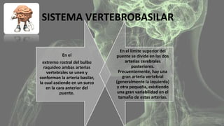 SISTEMA VERTEBROBASILAR 
En el 
extremo rostral del bulbo 
raquídeo ambas arterias 
vertebrales se unen y 
conforman la arteria basilar, 
la cual asciende en un surco 
en la cara anterior del 
puente. 
En el límite superior del 
puente se divide en las dos 
arterias cerebrales 
posteriores. 
Frecuentemente, hay una 
gran arteria vertebral 
(generalmente la izquierda) 
y otra pequeña, existiendo 
una gran variabilidad en el 
tamaño de estas arterias. 
 