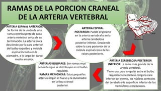 RAMAS DE LA PORCION CRANEAL 
DE LA ARTERIA VERTEBRAL 
ARTERIAS BULBARES: Son ramas muy 
pequeñas que se distribuyen en el bulbo 
raquídeo. 
RAMAS MENIGNEAS: Estas pequeñas 
arterias irrigan el hueso y la duramadre 
en la fosa craneal 
posterior. 
ARTERIA ESPINAL ANTERIOR: 
Se forma de la unión de una 
rama contribuyente de cada 
arteria vertebral cerca de su 
terminación. La arteria única 
desciende por la cara anterior 
del bulbo raquídeo y médula 
espinal incluida en la 
piamadre, a lo largo del surco 
medio anterior. ARTERIA CEREBELOSA POSTERIOR 
INFERIOR: La rama más grande de la 
arteria vertebral. 
Tiene un curso irregular entre el bulbo 
raquídeo y el cerebelo. Irriga la cara 
inferior del vermis, los núcleos centrales 
del cerebelo y la superficie inferior de los 
hemisferios cerebelosos. 
ARTERIA ESPINAL 
POSTERIOR: Puede originarse 
en la arteria vertebral o en la 
arteria cerebelosa 
posterior inferior. Desciende 
sobre la cara posterior de la 
médula espinal cerca de las 
raíces posteriores. 
 