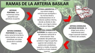 RAMAS DE LA ARTERIA BASILAR 
ARTERIAS 
PONTINAS: Son 
numerosas ramas 
pequeñas que 
penetran al puente. 
ARTERIA LABERÍNTICA: Es 
una arteria larga y 
estrecha que acompaña a 
los nervios facial y 
vestibulococlear en el 
conducto auditivo interno, 
donde se divide en dos 
ramas: una irriga la cóclea 
y la otra el laberinto. 
ARTERIA CEREBELOSA 
ANTERIOR INFERIOR: Se 
dirige hacia atrás y 
lateralmente para 
irrigar la porción anterior 
e inferior del cerebelo. 
ARTERIA CEREBELOSA 
SUPERIOR: Se origina cerca 
del extremo rostral de la 
arteria basilar. Pasa 
alrededor del pedúnculo 
cerebral e irriga la superficie 
superior del cerebelo, los 
pedúnculos cerebelosos 
superior y medio, el puente, 
la epífisis y el velo medular 
superior. 
ARTERIA CEREBRAL 
POSTERIOR: Se origina 
como rama terminal de la 
arteria basilar y rara vez 
constituye una rama 
directa de la carótida 
interna. 
 
