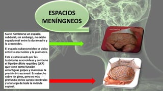 ESPACIOS 
MENÍNGNEOS 
Suele nombrarse un espacio 
subdural, sin embargo, no existe 
espacio real entre la duramadre y 
la aracnoides. 
El espacio subaracnoideo se ubica 
entre la aracnoides y la piamadre. 
Este es atravesado por las 
trabéculas aracnoideas y contiene 
el líquido céfalo raquídeo (LCR) 
que tiene como función 
amortiguar golpes y mantener la 
presión intracraneal. Es estrecho 
sobre los giros, pero es más 
profundo en los surcos cerebrales 
y a lo largo de toda la médula 
espinal. 
 
