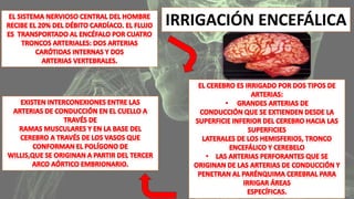 IRRIGACIÓN ENCEFÁLICA 
 