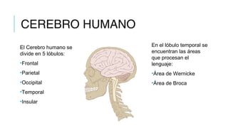 CEREBRO HUMANO
El Cerebro humano se
divide en 5 lóbulos:
•Frontal
•Parietal
•Occipital
•Temporal
•Insular
En el lóbulo temporal se
encuentran las áreas
que procesan el
lenguaje:
•Área de Wernicke
•Área de Broca