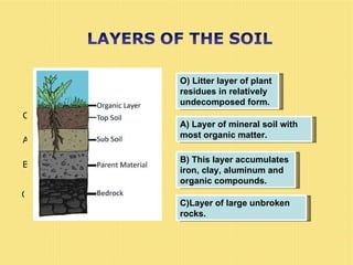 O) Litter layer of plant residues in relatively undecomposed form. A) Layer of mineral soil with most organic matter.  B) This layer accumulates iron, clay, aluminum and organic compounds. C)Layer of large unbroken rocks.  O A B C 