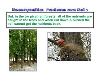 But, in the tro pical rainforests, all of the nutrients are caught in the trees and when cut down & burned the soil cannot get the nutrients back.  
