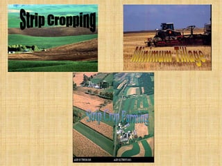 Minimum Tillage Strip Cropping Strip Crop Farming 