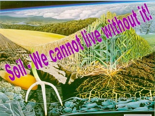 Soil - We cannot live without it! 