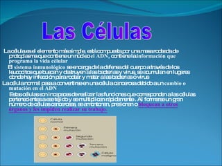 La célula es el elemento más simple, está compuesta por una masa rodeada de protoplasma que contiene un núcleo  el ADN , contiene la  información que programa la vida célular  El  sistema inmunológico  se encarga de la defensa del cuerpo a través de los leucocitos que buscan y destruyen a las bacterias y virus ,  se acumulan en lugares donde hay infección para rodear y matar a las bacterias o virus La célula normal pasa a convertirse en una célula cancerosa debido a un  cambio o mutación en el ADN Estas células son incapaces de realizar las funciones que corresponden a las células pertenecientes a ese tejido y se multiplican rápidamente . Al formarse un gran número de células cancerosas, se amontonan, presionan o  bloquean a otros órganos y les impiden realizar su trabajo. Las Células 