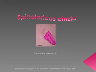 Un animal anaerobio… La información y la imágenes de esta presentación fueron tomadas de Danovaro et al, 2010 