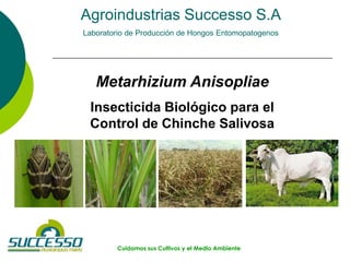 Cuidamos sus Cultivos y el Medio Ambiente
Agroindustrias Successo S.A
Laboratorio de Producción de Hongos Entomopatogenos
...