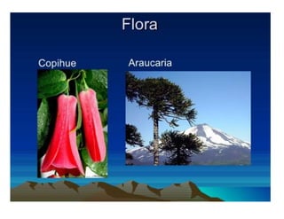 Presentación sur de Chile 