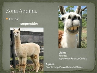 Fauna:
          Auquénidos




                                  Llama
                                  Fuente:
                                  http://www.RutasdeChile.cl

                       Alpaca
                       Fuente: http://www RutasdeChile.cl
 