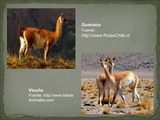 Guanaco
                            Fuente:
                            http://www.RutasChile.cl




Vicuña
Fuente: http://www.Islade
Animales.com
 