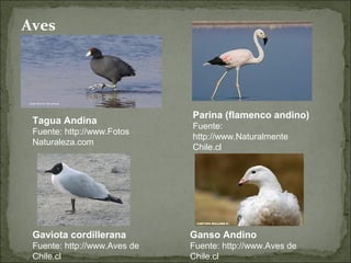 Aves




                              Parina (flamenco andino)
 Tagua Andina
                              Fuente:
 Fuente: http://www.Fotos
                              http://www.Naturalmente
 Naturaleza.com
                              Chile.cl




 Gaviota cordillerana         Ganso Andino
 Fuente: http://www.Aves de   Fuente: http://www.Aves de
 Chile.cl                     Chile.cl
 