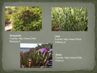 Guayacán                   Litre
Fuente: http://www.Chile   Fuente: http://www.Flora
Bosque.cl                  Chilena.cl




                           Doca
                           Fuente: http://www.Chile
                           Flora.cl
 