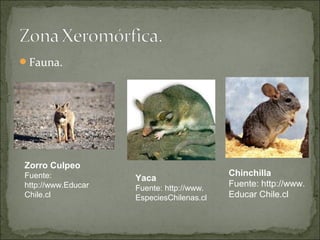 Fauna.




Zorro Culpeo
Fuente:                                   Chinchilla
                    Yaca
http://www.Educar   Fuente: http://www.
                                          Fuente: http://www.
Chile.cl            EspeciesChilenas.cl   Educar Chile.cl
 