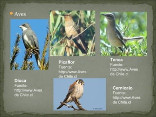 Aves




                                     Tenca
                   Picaflor
                                     Fuente:
                   Fuente:
                                     http://www.Aves
                   http://www.Aves
                                     de Chile.cl
                   de Chile.cl
 Diuca
 Fuente:
 http://www.Aves
                                      Cernícalo
                                      Fuente:
 de Chile.cl
                                      http://www.Aves
                                      de Chile.cl
 
