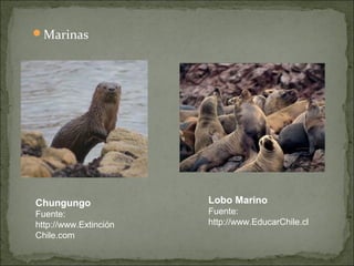 Marinas




Chungungo              Lobo Marino
Fuente:                Fuente:
http://www.Extinción   http://www.EducarChile.cl
Chile.com
 