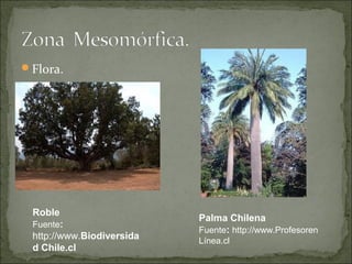 Flora.




 Roble
                           Palma Chilena
 Fuente:
                           Fuente: http://www.Profesoren
 http://www.Biodiversida   Línea.cl
 d Chile.cl
 