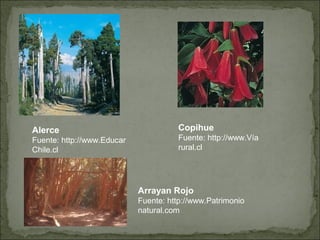 Alerce                                Copihue
Fuente: http://www.Educar             Fuente: http://www.Vía
Chile.cl                              rural.cl




                            Arrayan Rojo
                            Fuente: http://www.Patrimonio
                            natural.com
 