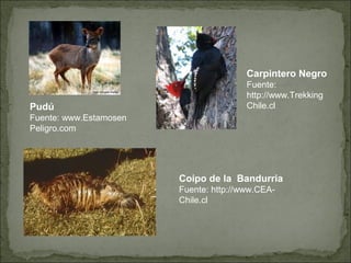 Carpintero Negro
                                        Fuente:
                                        http://www.Trekking
Pudú                                    Chile.cl
Fuente: www.Estamosen
Peligro.com




                        Coipo de la Bandurria
                        Fuente: http://www.CEA-
                        Chile.cl
 