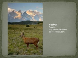 Huemul
Fuente:
http://www.Patagonia
sin Represas.com
 