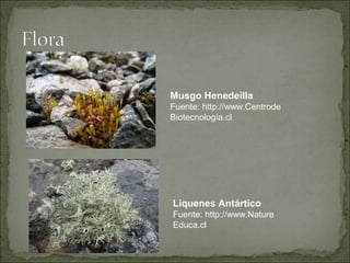 Musgo Henedeilla
Fuente: http://www.Centrode
Biotecnología.cl




Líquenes Antártico
Fuente: http://www.Nature
Educa.cl
 