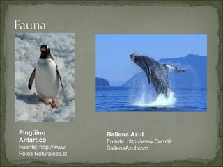 Pingüino              Ballena Azul
Antártico             Fuente: http://www.Comité
Fuente: http://www.   BallenaAzul.com
Fotos Naturaleza.cl
 