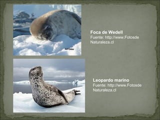 Foca de Wedell
Fuente: http://www.Fotosde
Naturaleza.cl




 Leopardo marino
 Fuente: http://www.Fotosde
 Naturaleza.cl
 