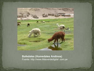 Bofedales (Humedales Andinos)
Fuente: http://www.Másverdedigital .com.pe
 