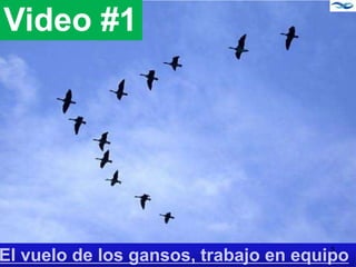 El vuelo de los gansos, trabajo en equipo
Video #1
5
 