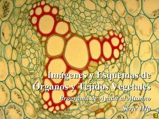 Imágenes y Esquemas de Órganos y Tejidos Vegetales Programa de Ayuda al Alumno Serie IIIa 
