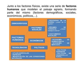 Junto a los factores físicos, existe una serie de factores
humanos que modelan el paisaje agrario, formando
parte del mismo (factores demográficos, sociales,
económicos, políticos,...).
 