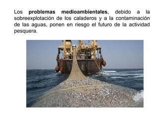 Los problemas medioambientales, debido a la
sobreexplotación de los caladeros y a la contaminación
de las aguas, ponen en riesgo el futuro de la actividad
pesquera.
 