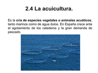 2.4 La acuicultura.
Es la cría de especies vegetales o animales acuáticos,
tanto marinos como de agua dulce. En España crece ante
el agotamiento de los caladeros y la gran demanda de
pescado.
 