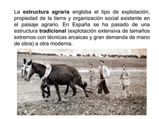 La estructura agraria engloba el tipo de explotación,
propiedad de la tierra y organización social existente en
el paisaje agrario. En España se ha pasado de una
estructura tradicional (explotación extensiva de tamaños
extremos con técnicas arcaicas y gran demanda de mano
de obra) a otra moderna.
 