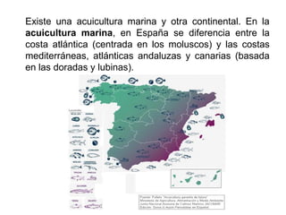 Existe una acuicultura marina y otra continental. En la
acuicultura marina, en España se diferencia entre la
costa atlántica (centrada en los moluscos) y las costas
mediterráneas, atlánticas andaluzas y canarias (basada
en las doradas y lubinas).
 