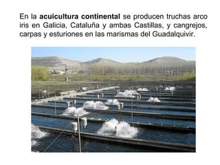 En la acuicultura continental se producen truchas arco
iris en Galicia, Cataluña y ambas Castillas, y cangrejos,
carpas y esturiones en las marismas del Guadalquivir.
 