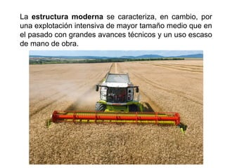 La estructura moderna se caracteriza, en cambio, por
una explotación intensiva de mayor tamaño medio que en
el pasado con grandes avances técnicos y un uso escaso
de mano de obra.
 