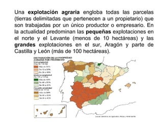 Una explotación agraria engloba todas las parcelas
(tierras delimitadas que pertenecen a un propietario) que
son trabajadas por un único productor o empresario. En
la actualidad predominan las pequeñas explotaciones en
el norte y el Levante (menos de 10 hectáreas) y las
grandes explotaciones en el sur, Aragón y parte de
Castilla y León (más de 100 hectáreas).
 