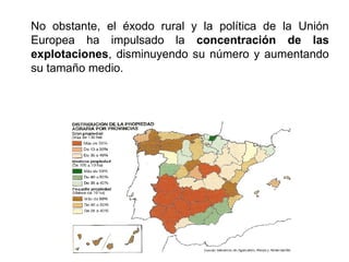 No obstante, el éxodo rural y la política de la Unión
Europea ha impulsado la concentración de las
explotaciones, disminuyendo su número y aumentando
su tamaño medio.
 