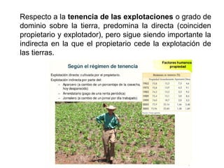 Respecto a la tenencia de las explotaciones o grado de
dominio sobre la tierra, predomina la directa (coinciden
propietario y explotador), pero sigue siendo importante la
indirecta en la que el propietario cede la explotación de
las tierras.
 