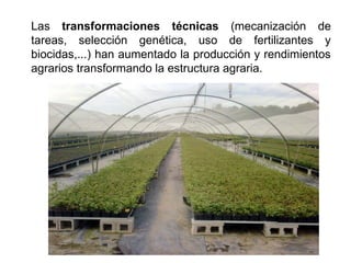Las transformaciones técnicas (mecanización de
tareas, selección genética, uso de fertilizantes y
biocidas,...) han aumentado la producción y rendimientos
agrarios transformando la estructura agraria.
 