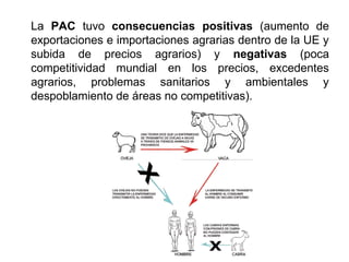 La PAC tuvo consecuencias positivas (aumento de
exportaciones e importaciones agrarias dentro de la UE y
subida de precios agrarios) y negativas (poca
competitividad mundial en los precios, excedentes
agrarios, problemas sanitarios y ambientales y
despoblamiento de áreas no competitivas).
 