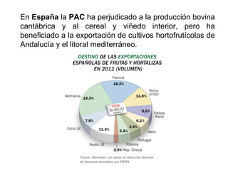 En España la PAC ha perjudicado a la producción bovina
cantábrica y al cereal y viñedo interior, pero ha
beneficiado a la exportación de cultivos hortofrutícolas de
Andalucía y el litoral mediterráneo.
 